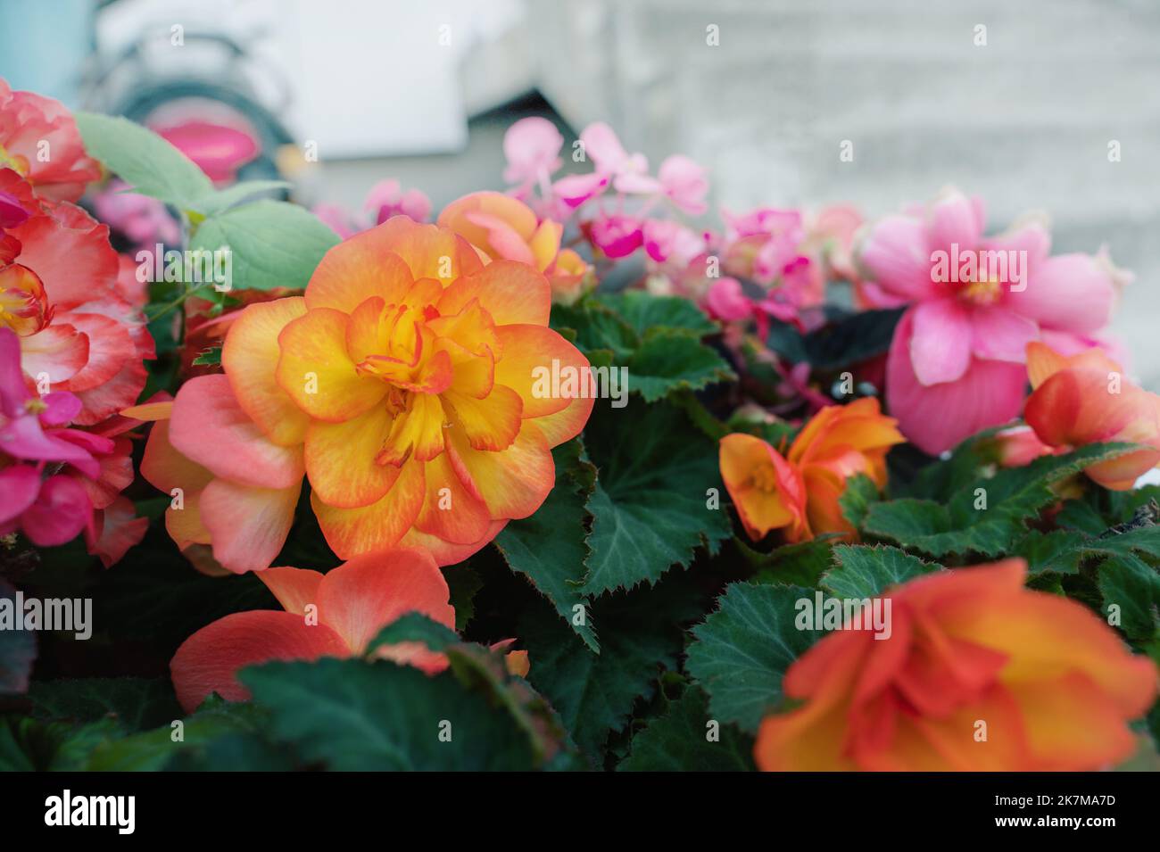 Bella Begonia grande-fiorita nel paesaggio urbano. Diverse varietà di piante di begonia Begonia Rex Cultorum Begonia hiemalis in pentole sulla strada Foto Stock