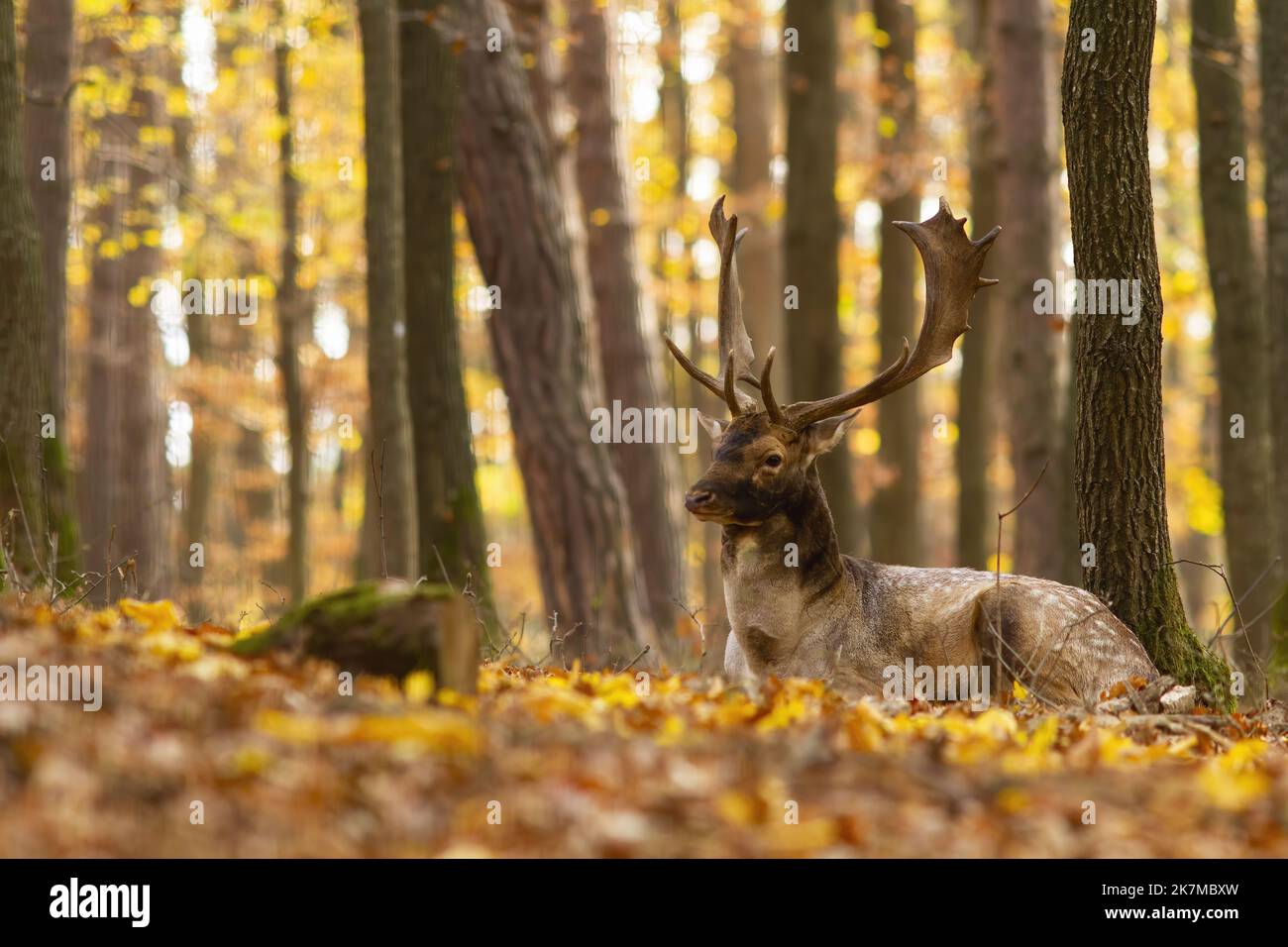 Fallow cervo giacente su foglie arancioni e gialle nella foresta autunnale Foto Stock