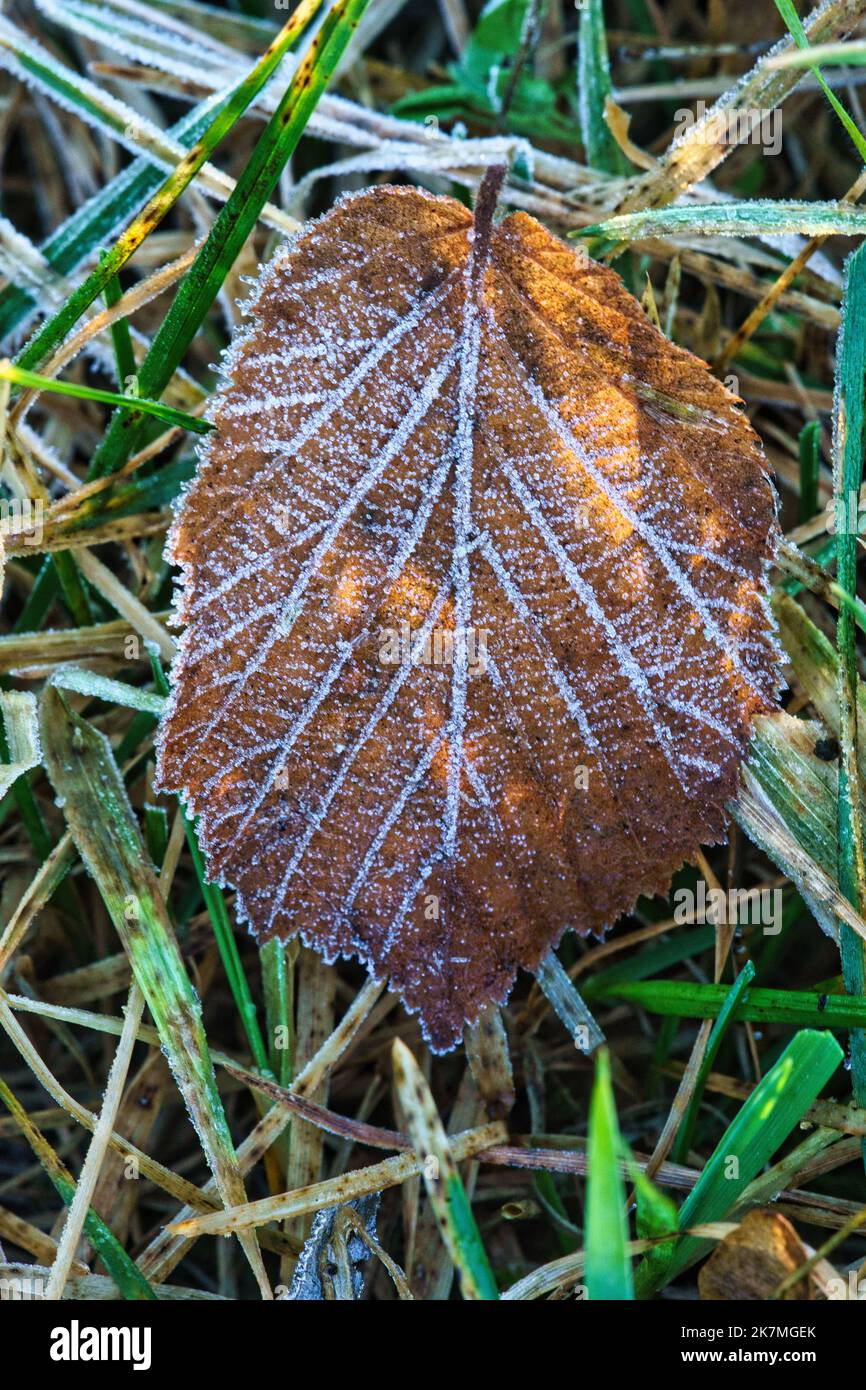 Cristalli di ghiaccio sulle foglie che giacciono sul terreno. Primo piano dell'acqua congelata. Macro scattata dalla natura Foto Stock