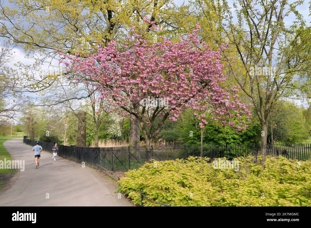 Prunus fiore di ciliegio rosa in fiore di picco nel Regent's Park in primavera con la gente jogging sul sentiero, Londra, Inghilterra, Regno Unito Foto Stock