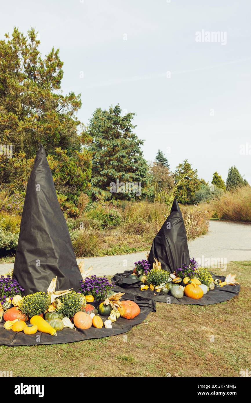 Due grandi cappelli di strega di Halloween con zucche e fiori autunnali. Decorazioni autunnali all'aperto. Arredamento cortile e idee di arredamento per le vacanze per le feste. Messa a fuoco selettiva, spazio di copia Foto Stock