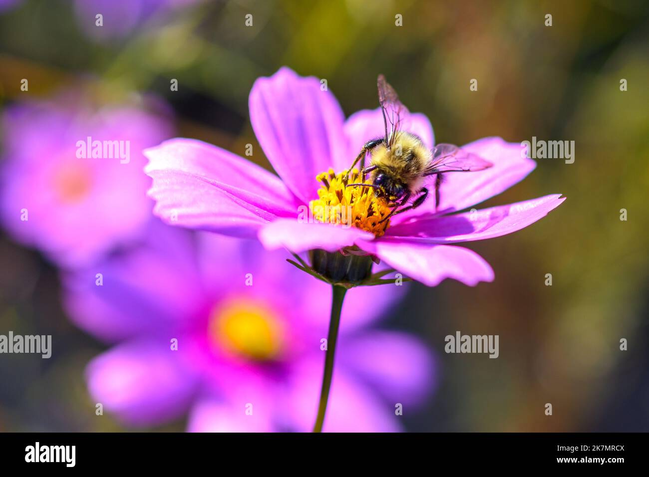 Un insetto di ape del miele impollinates un fiore rosa del cosmo del giardino Foto Stock