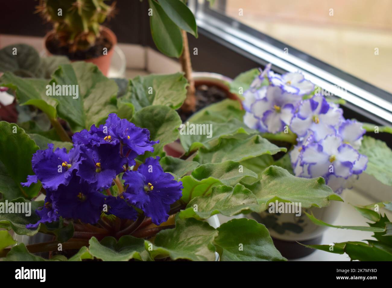 Il blu e il bianco dei fiori Foto Stock