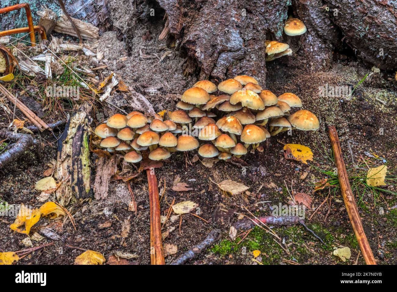 Fungo di legno rivestito, Kuehneromyces mutabilis, che cresce su un vecchio ceppo di albero. Foto Stock