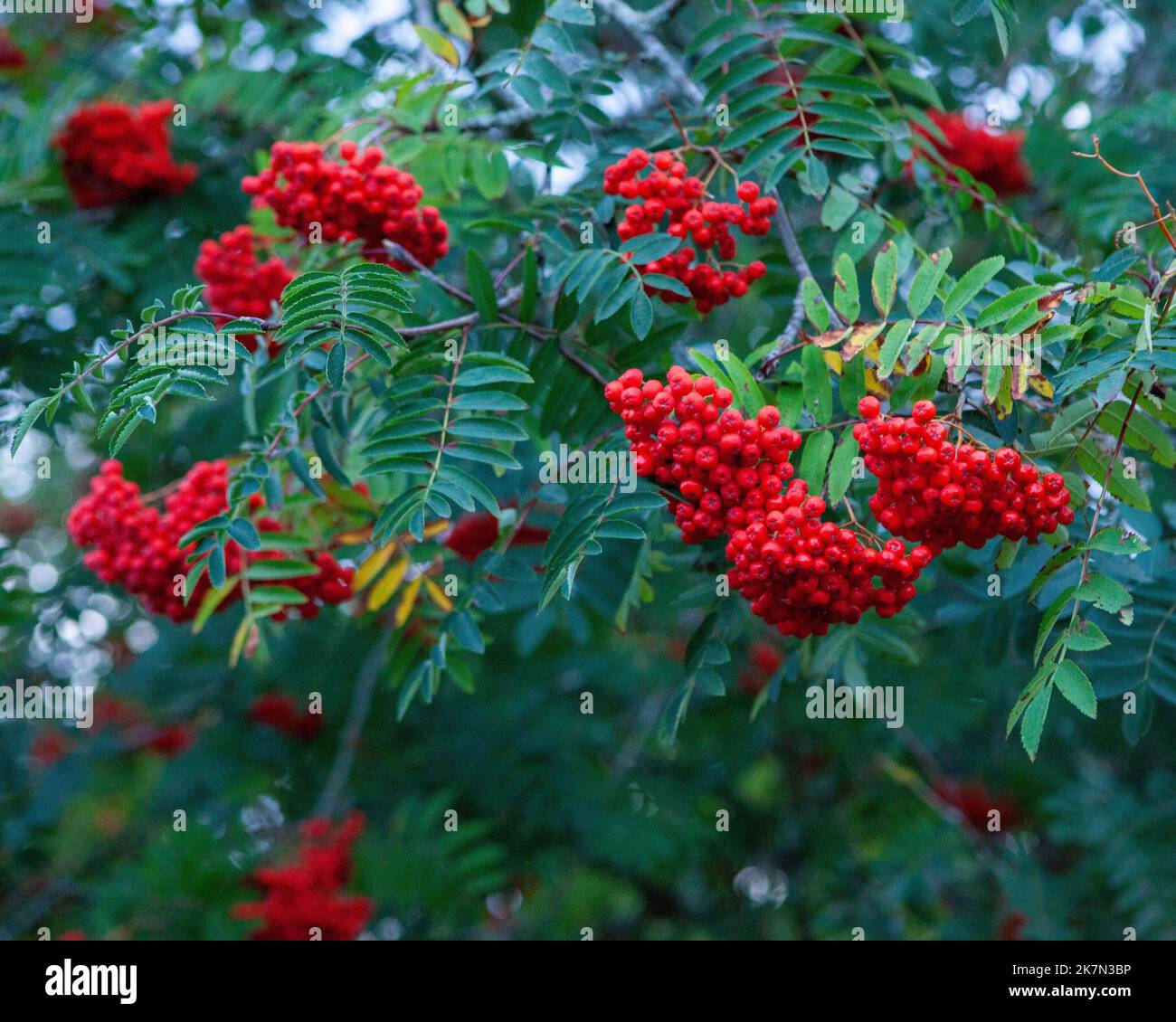 Le bacche rosse su un albero di cenere di montagna. Foto Stock