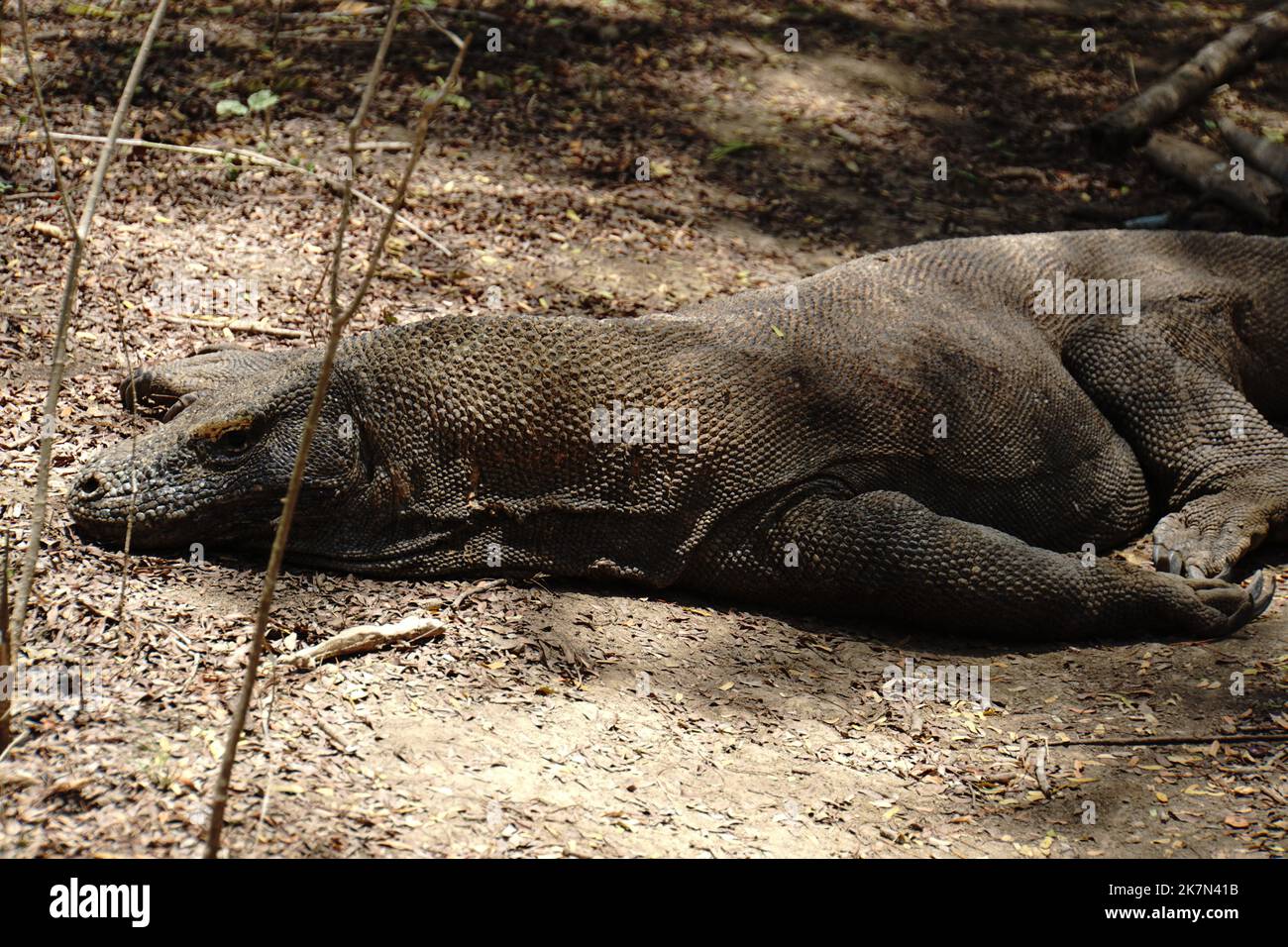 Ecco come un drago di komodo prende un giorno-pisolino Foto Stock