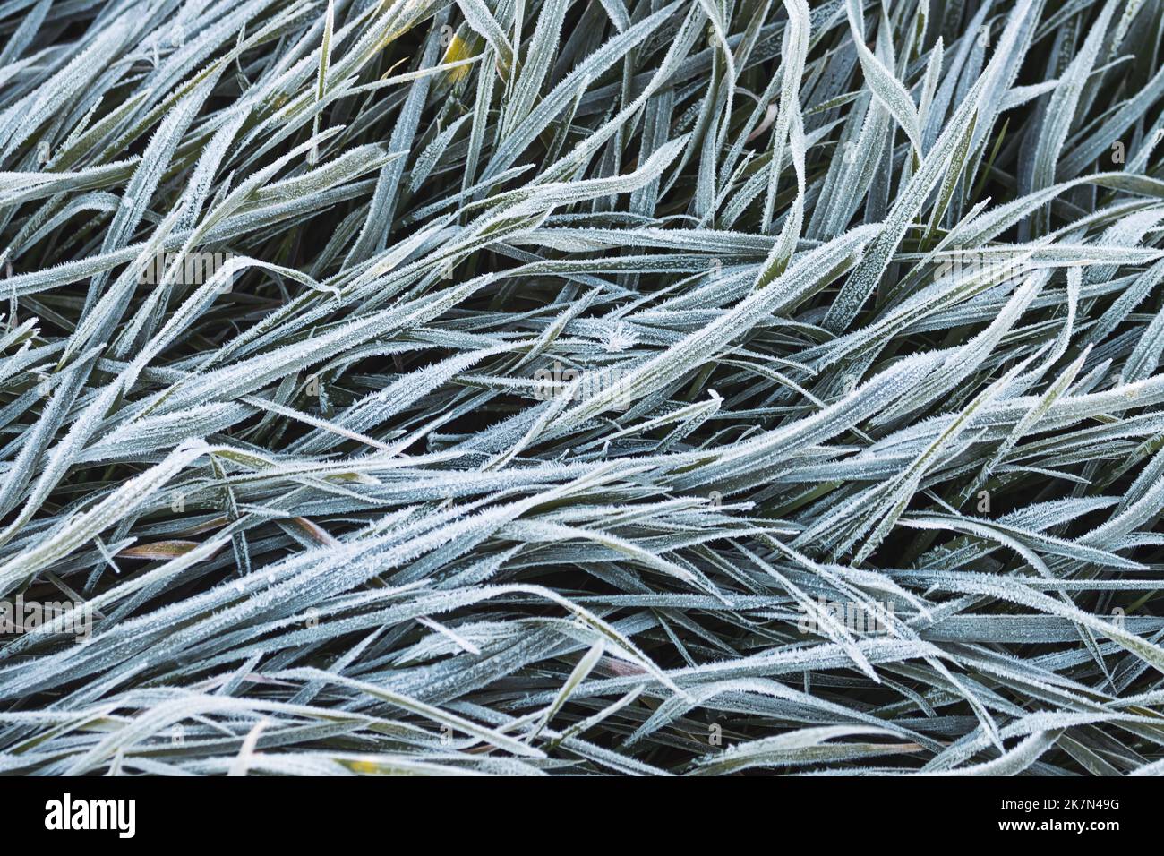 prima gelate sull'erba Foto Stock
