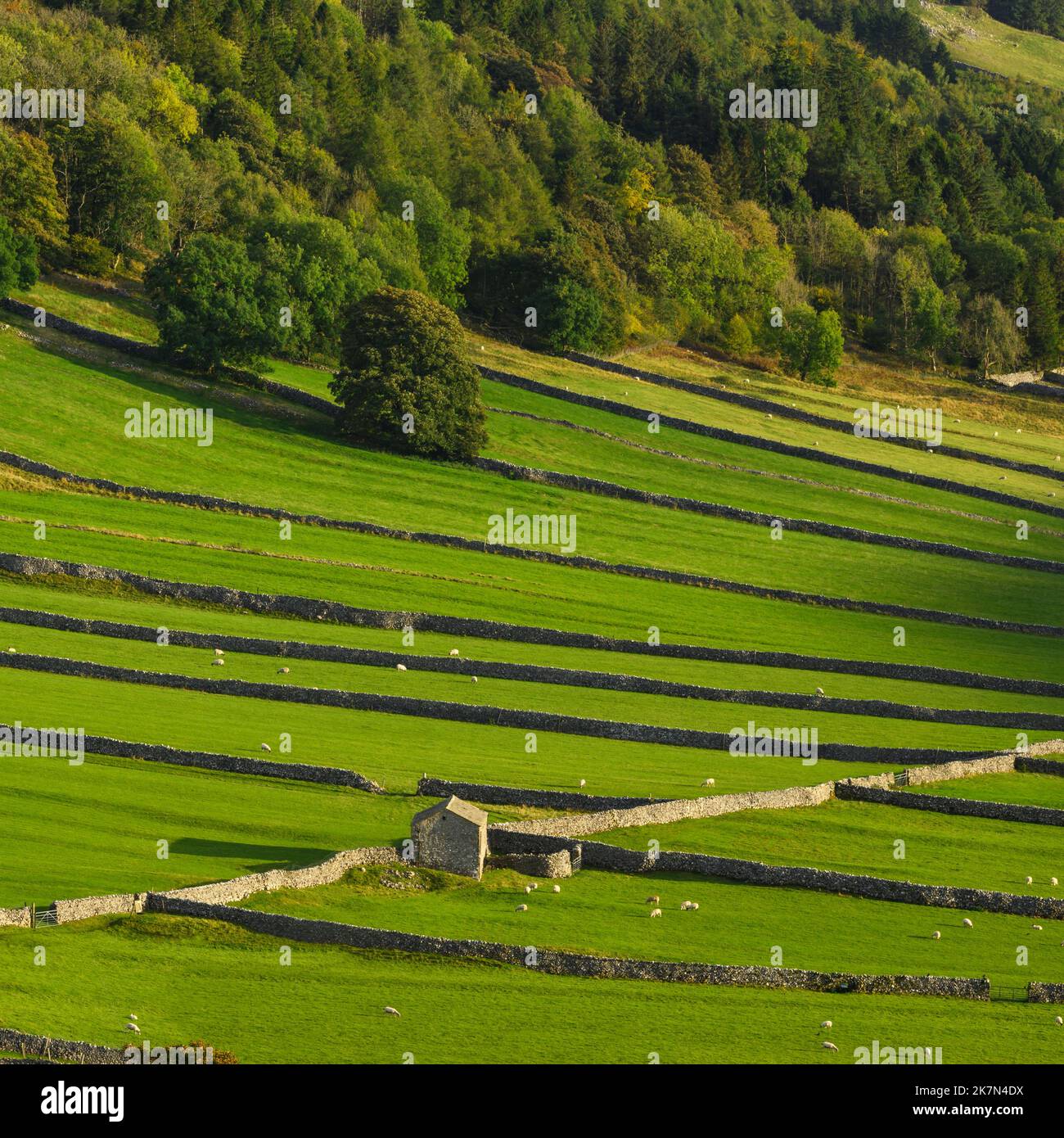 Paesaggio panoramico Wharfedale (pendio a valle, alberi boscosi, collina, vecchio fienile rustico in pietra, sistemi di campo) - Kettlewell, Yorkshire Dales, Inghilterra, Regno Unito. Foto Stock