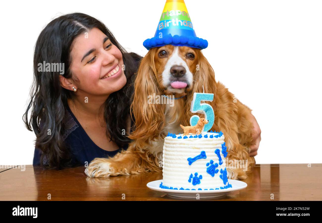 Una giovane donna brunetta celebra il cinquantesimo compleanno del suo cucciolo di cane spaniel cocker Foto Stock