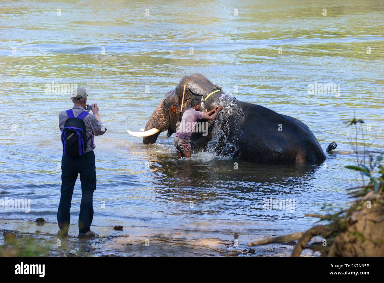 Coorg, India - 8 gennaio 2014 - un elefante indiano che ottiene un bagno dal suo attendente nel fiume Kaveri in Coorg in India come il turista guarda sopra Foto Stock