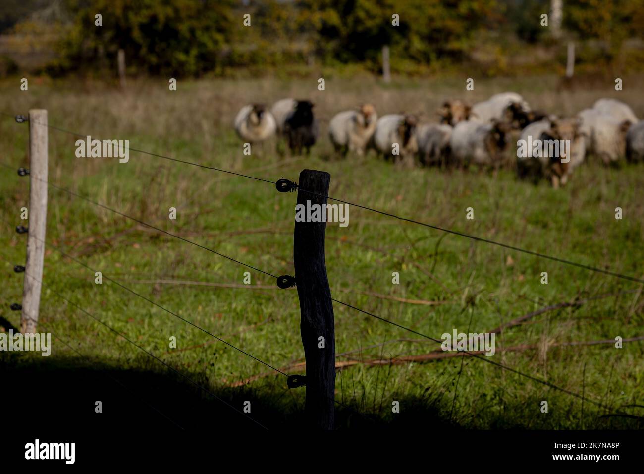 2022-10-18 12:51:45:19 BENNEVELD - recinto a prova di lupo ad un allevatore  di pecore in Drenthe, posto per proteggere le pecore contro il lupo. La  recinzione è costituita da recinzioni elettriche, per