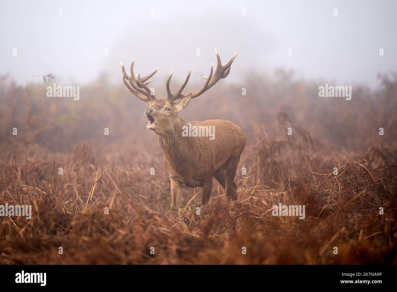 Un mantice di cervo rosso nel parco dei cervi di Bushy Park, Londra. Data immagine: Martedì 18 ottobre 2022. Foto Stock