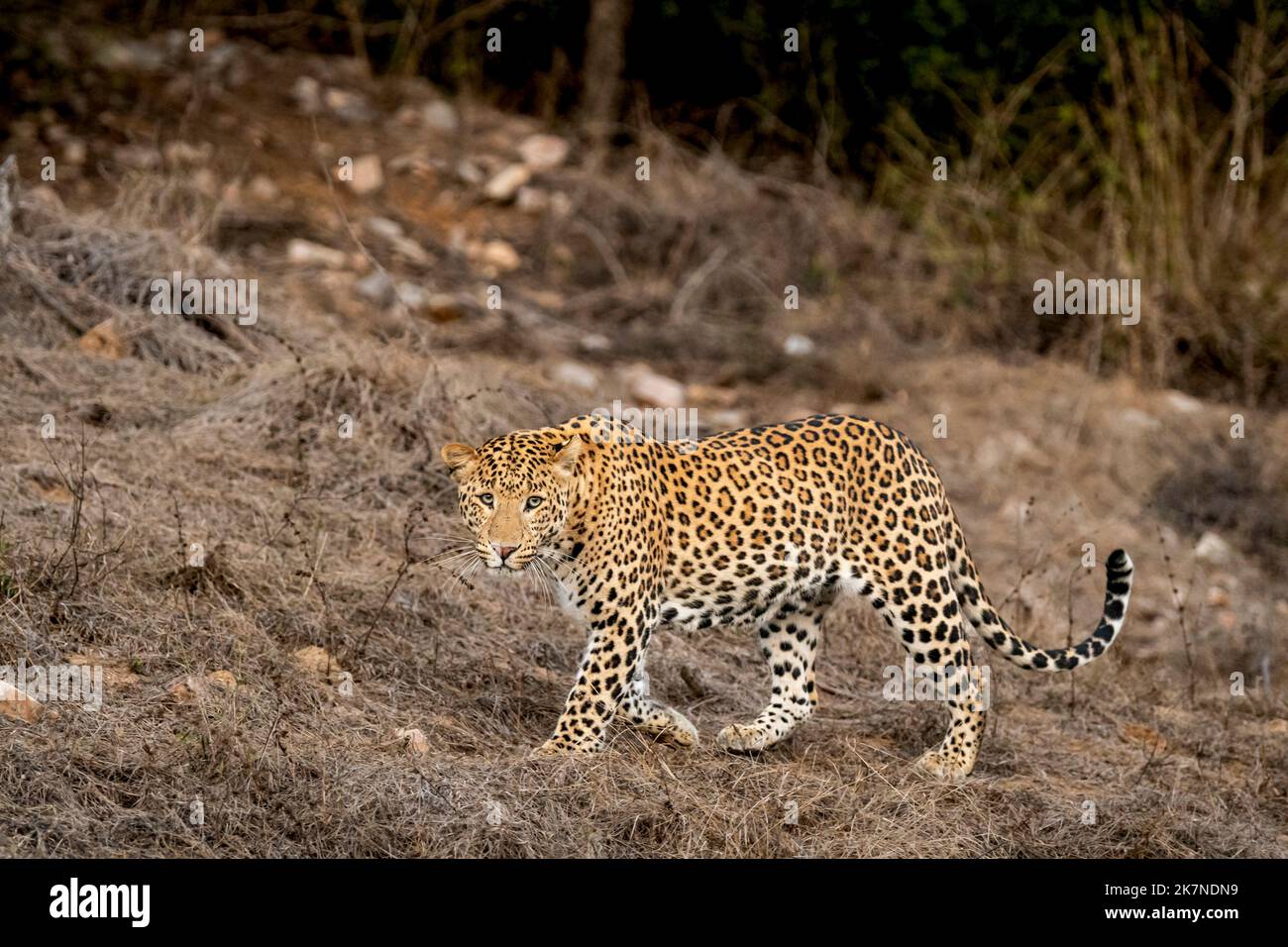 uomo selvatico leopardo o pantera o panthera pardus fusca profilo laterale camminare con contatto con gli occhi nella stagione secca estiva presso la foresta della riserva del leopardo jhalana Foto Stock