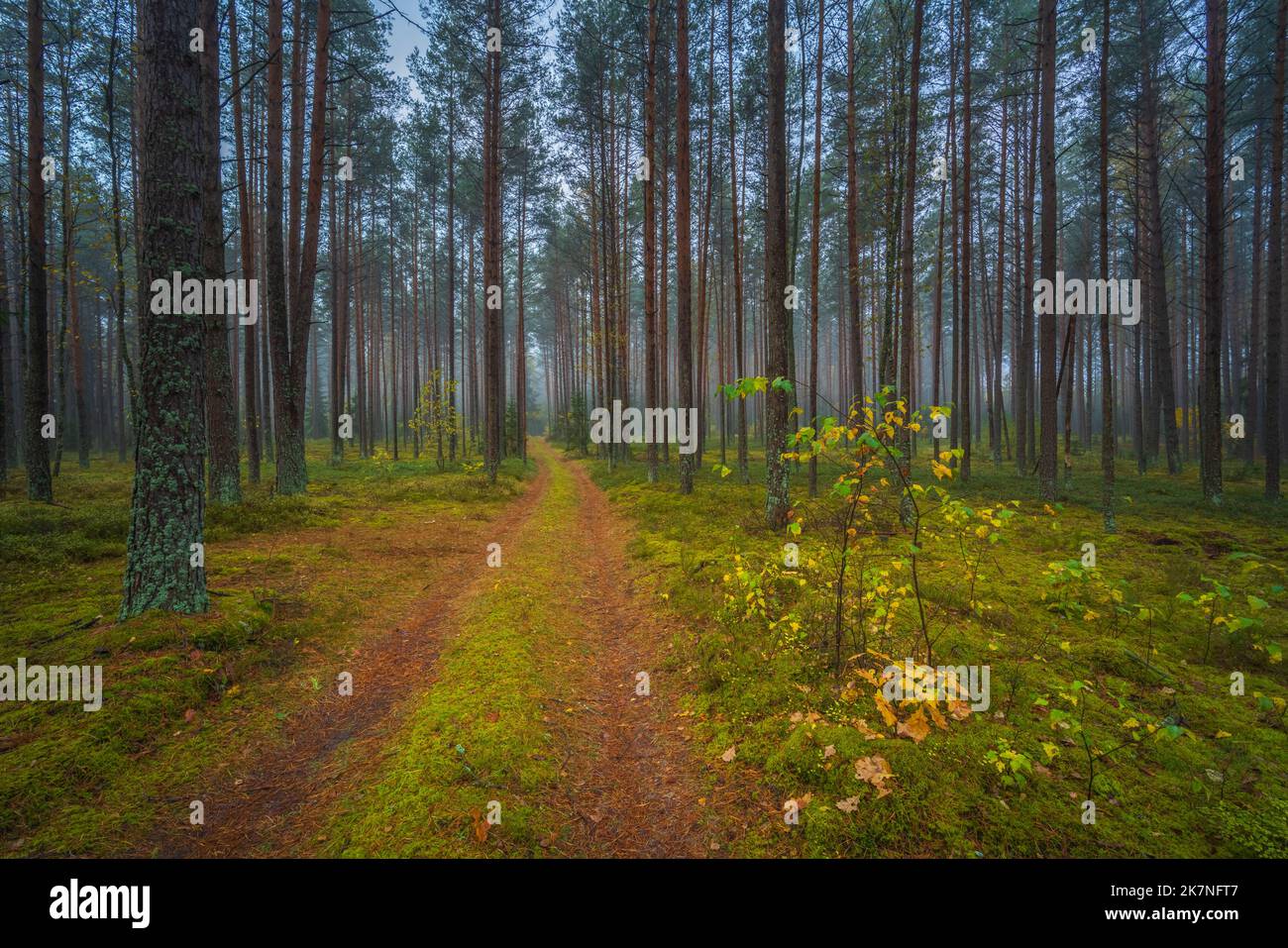 Foresta oscura e viscida con foschia bianca, vista da sogno Foto Stock