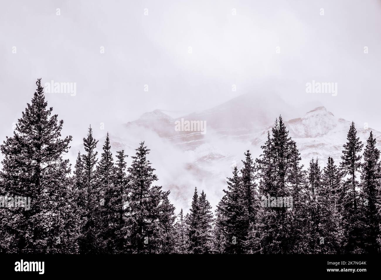 Alberi di pino nelle Montagne Rocciose canadesi con montagne che nevicano dietro in bianco e nero Foto Stock