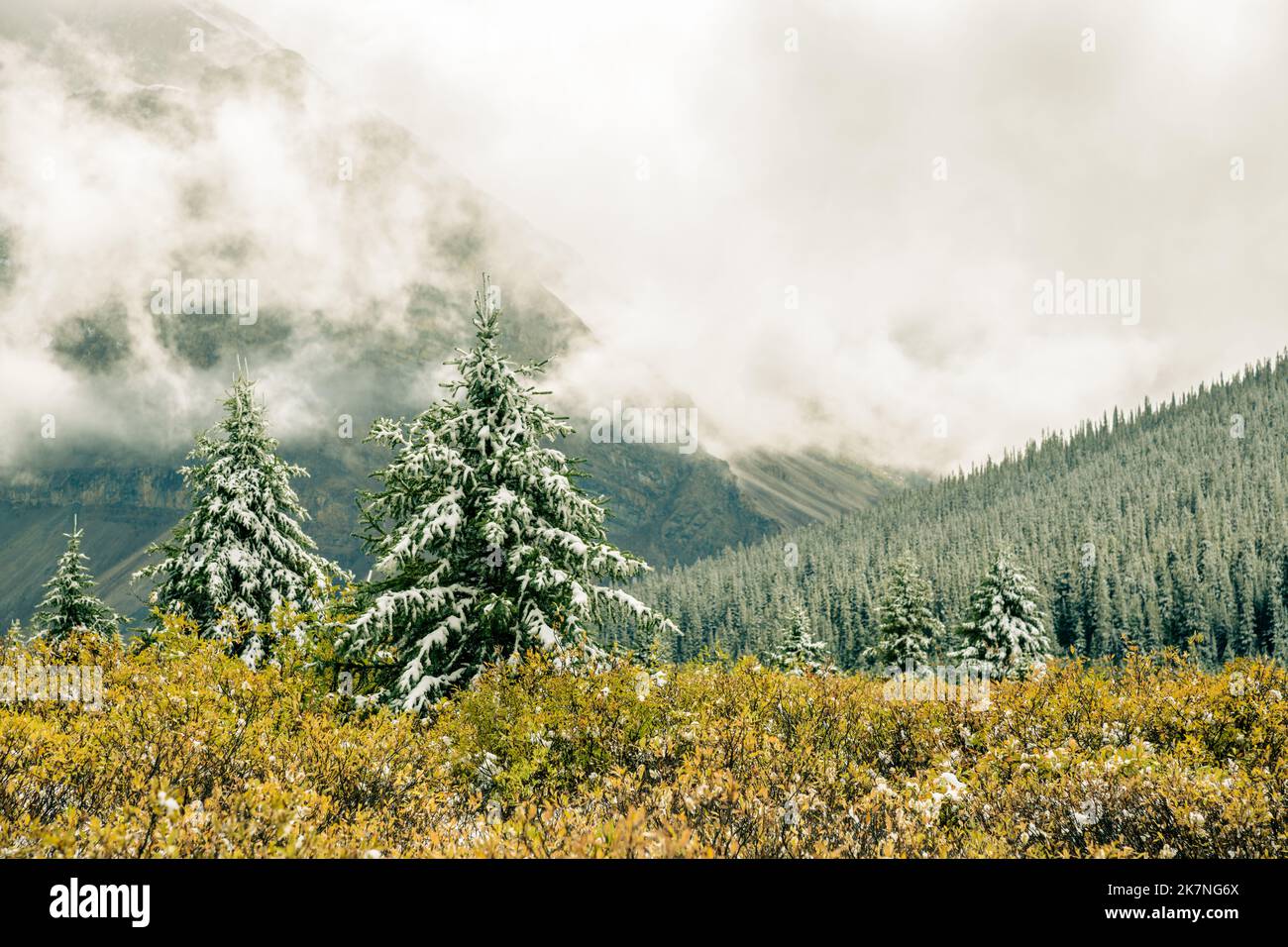 Alberi di pino coperti di neve nelle Montagne Rocciose canadesi, Canada Foto Stock