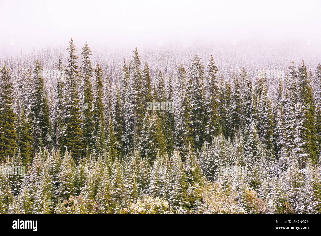 Alberi di pino coperti di neve nelle Montagne Rocciose canadesi, Canada Foto Stock
