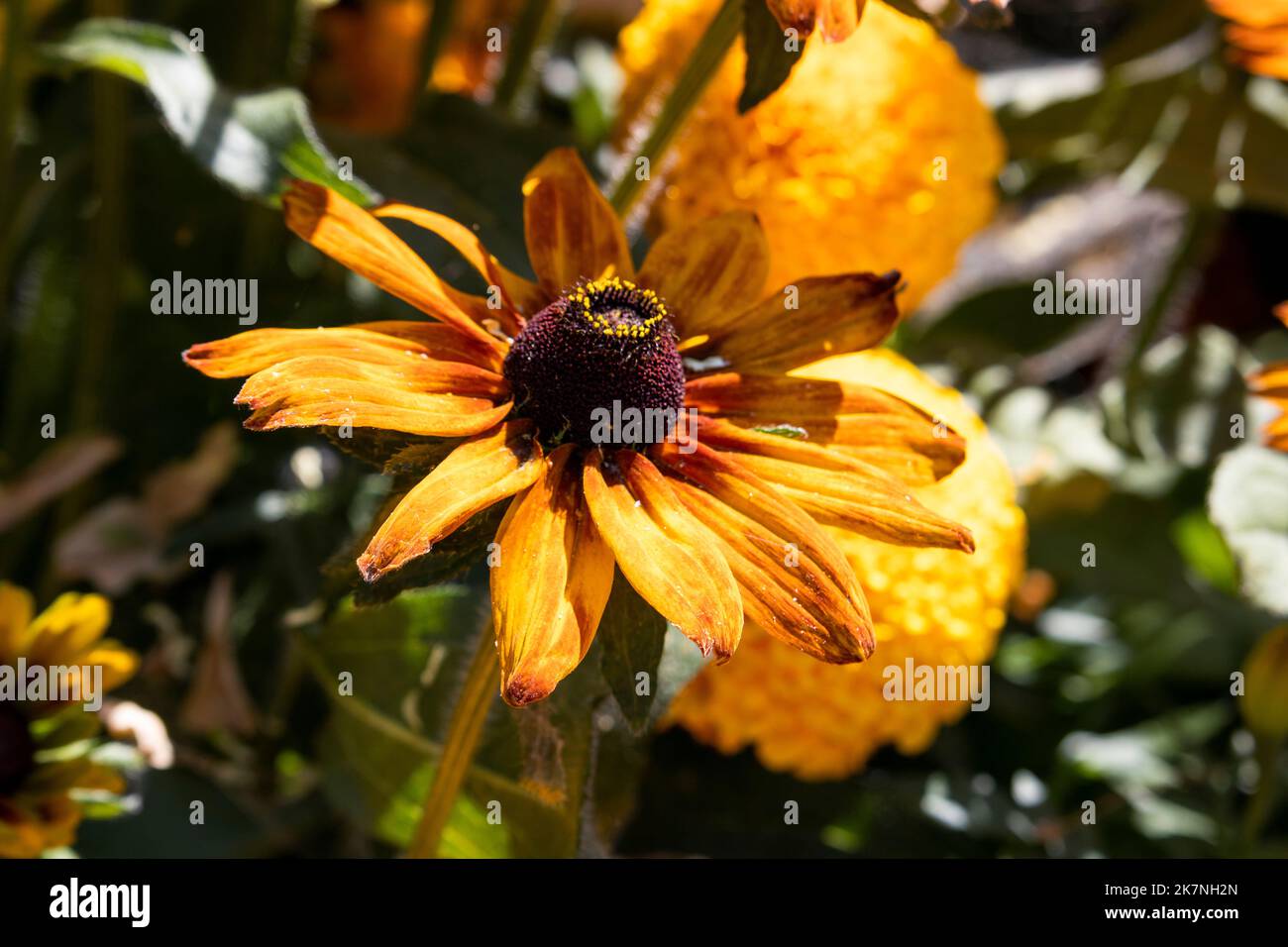 Rudbecia hirta , Susan dagli occhi neri Foto Stock