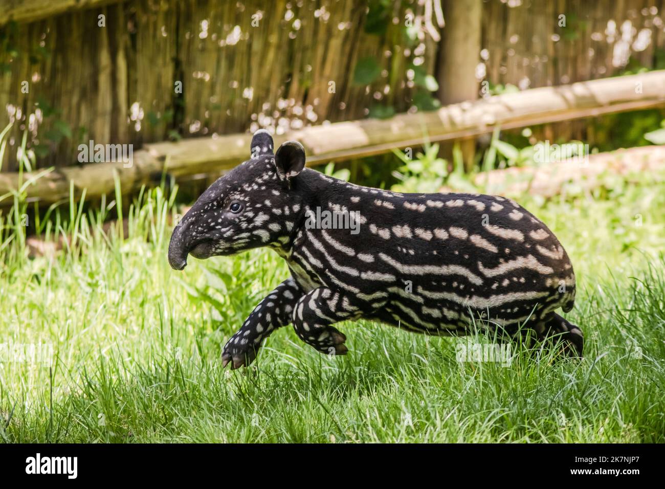 Simpatico tapir malese a strisce, zoo di Praga Foto Stock