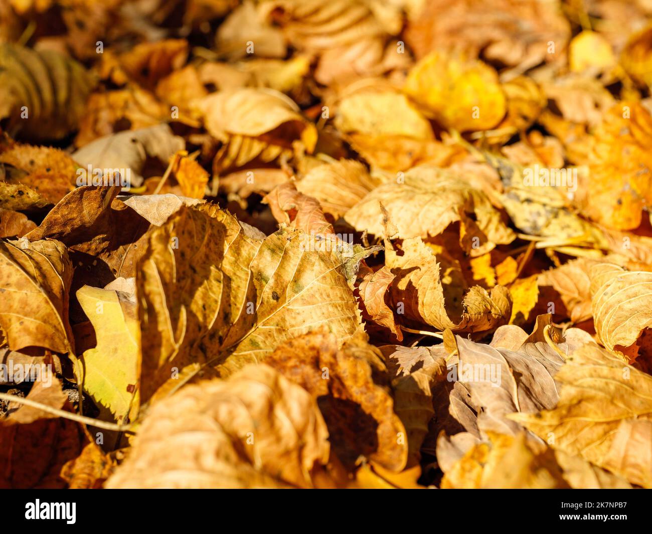 Le foglie dorate cadute dell'autunno sono sparse ovunque Foto Stock
