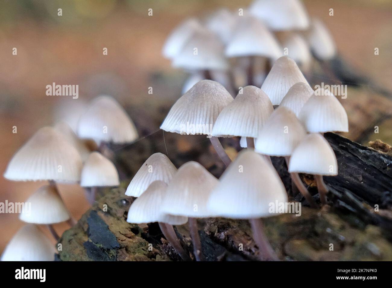 Funghi comuni del cofano in legno di faggio, Surrey, Regno Unito Foto Stock