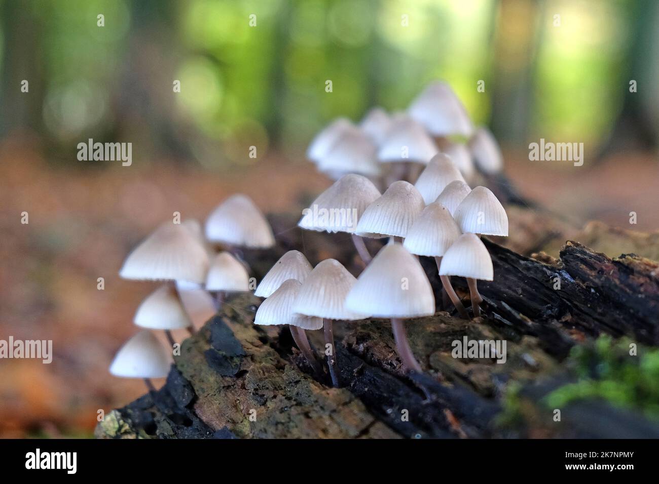 Funghi comuni del cofano in legno di faggio, Surrey, Regno Unito Foto Stock