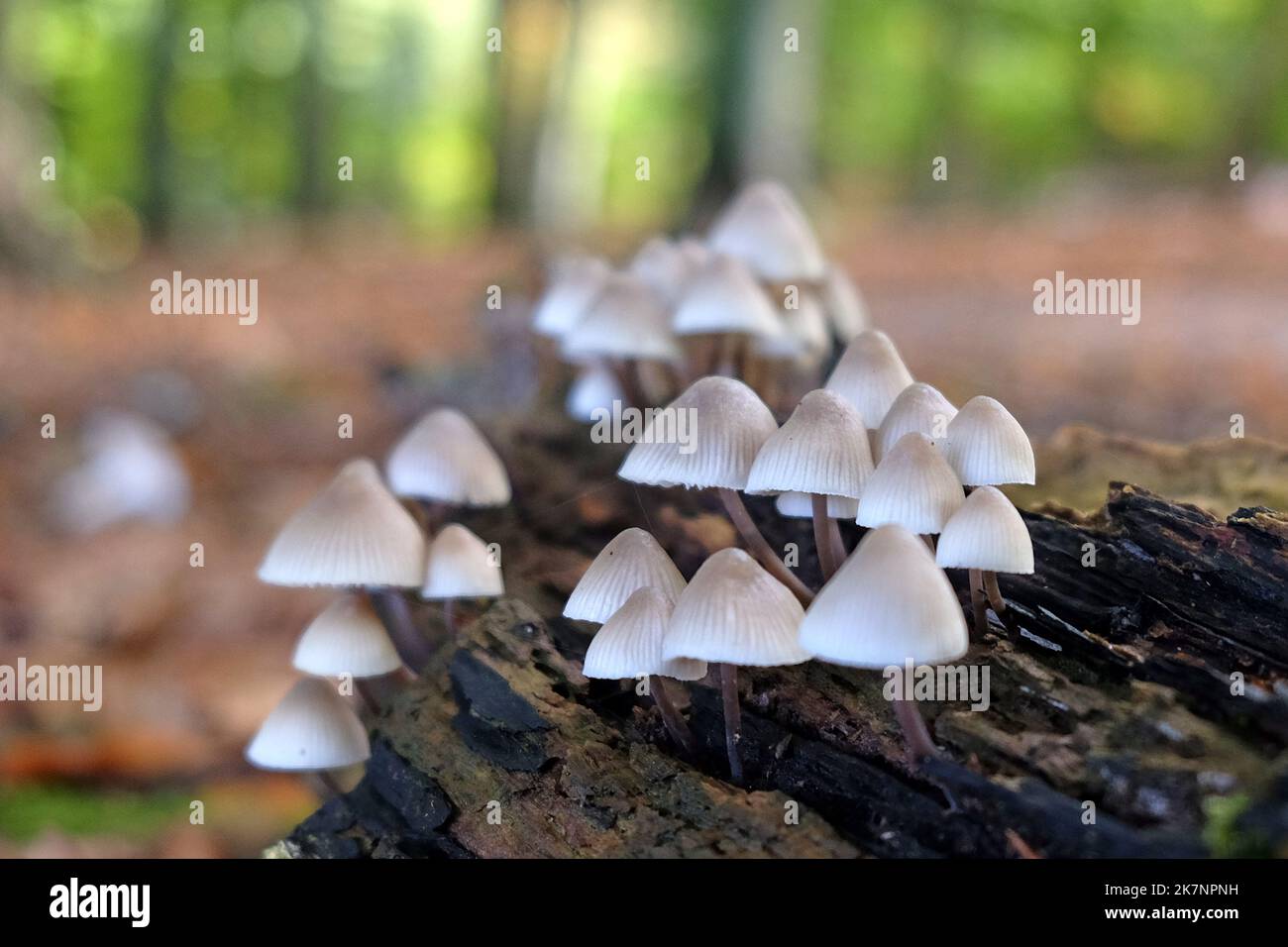 Funghi comuni del cofano in legno di faggio, Surrey, Regno Unito Foto Stock