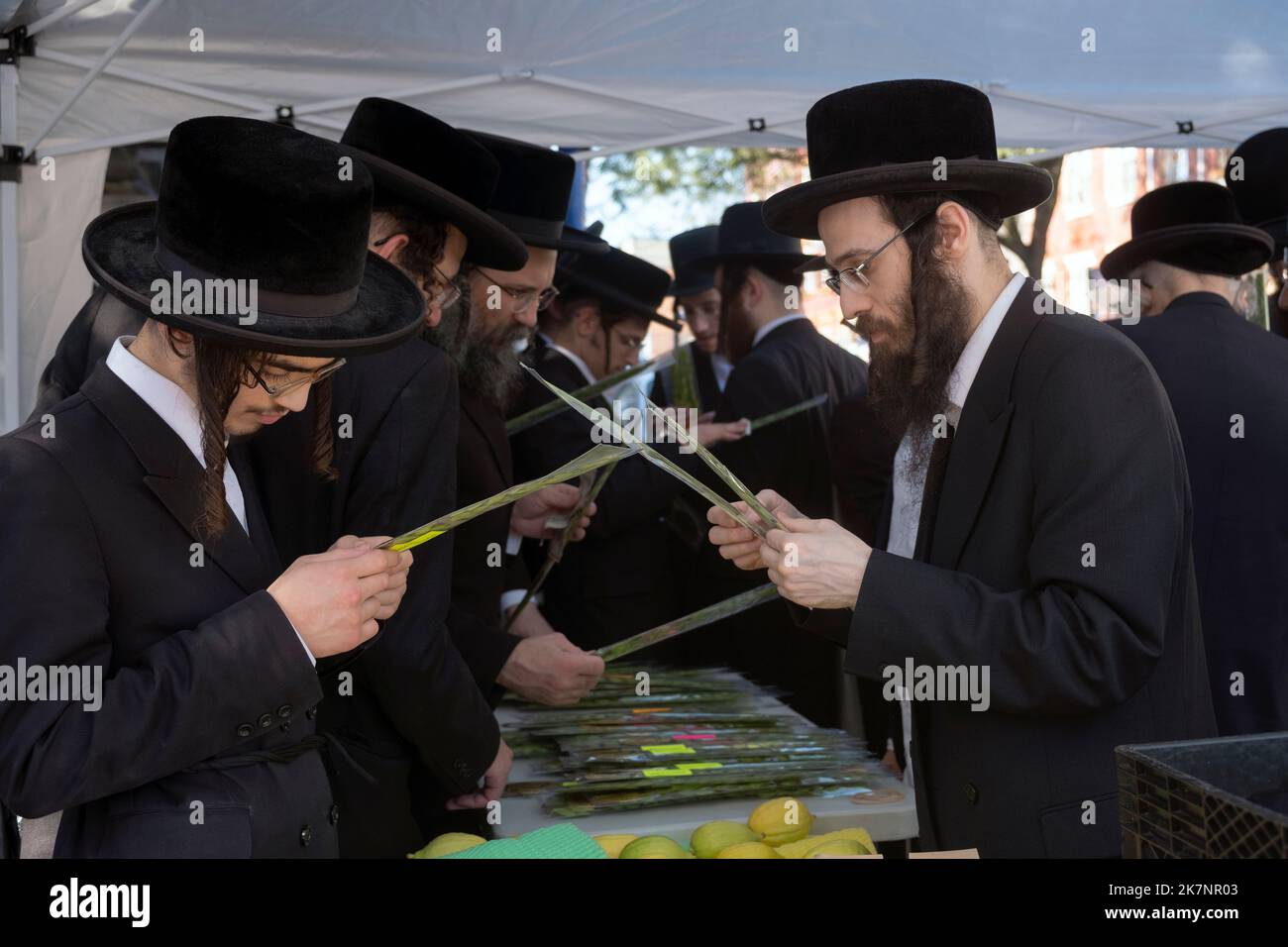 In preparazione alla festa di Sukkos, gli ebrei ortodossi esaminano l'hadasim - rami di mirto - da usare nei servizi di Sukkot. A Brooklyn, New York. Foto Stock