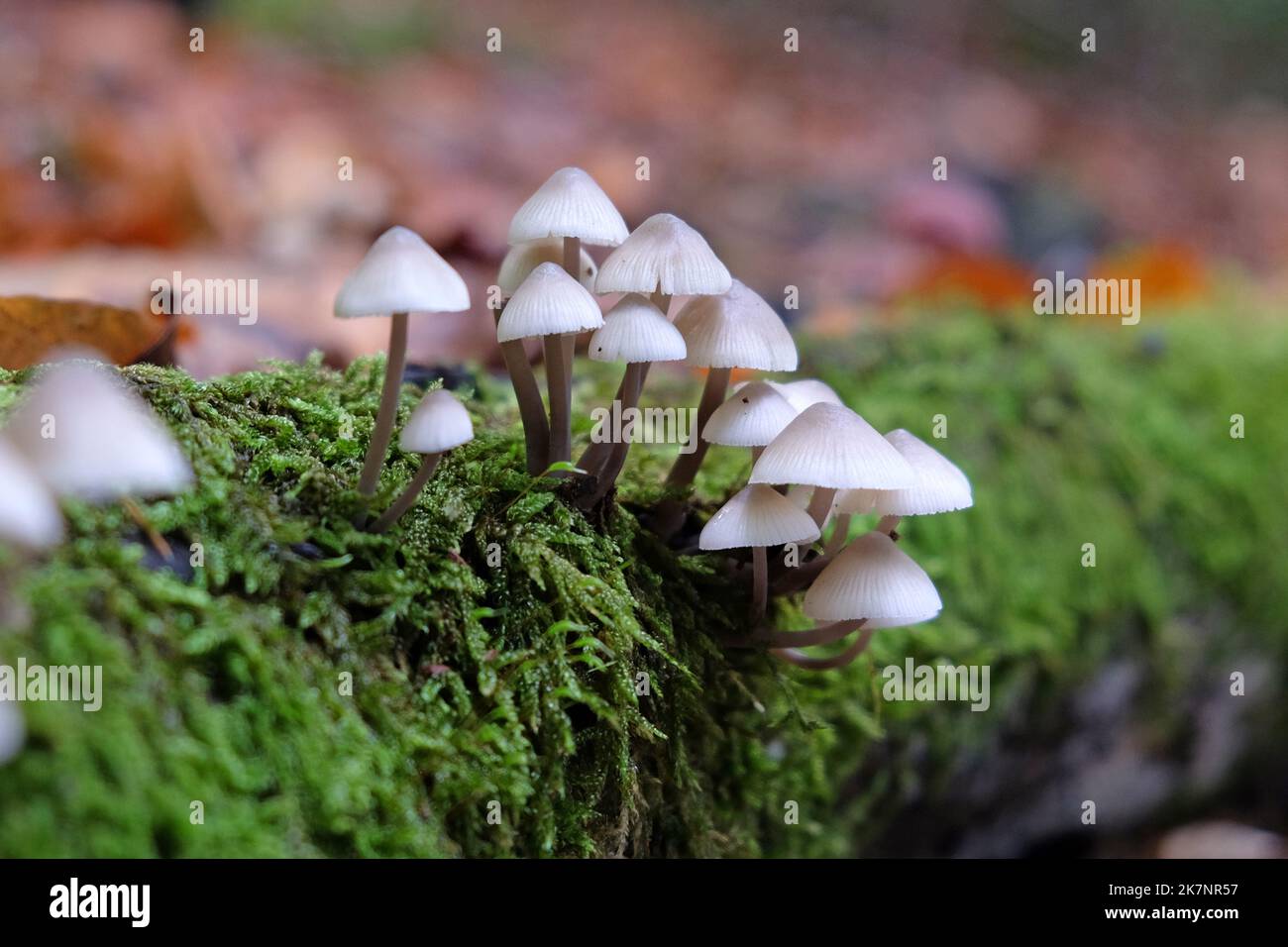 Funghi comuni del cofano in legno di faggio, Surrey, Regno Unito Foto Stock