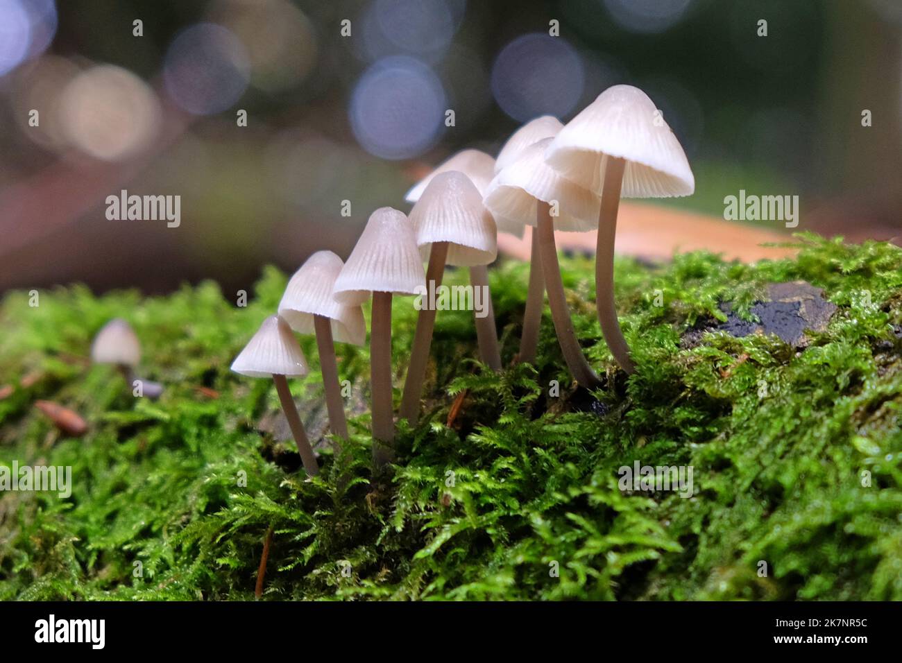 Funghi comuni del cofano in legno di faggio, Surrey, Regno Unito Foto Stock