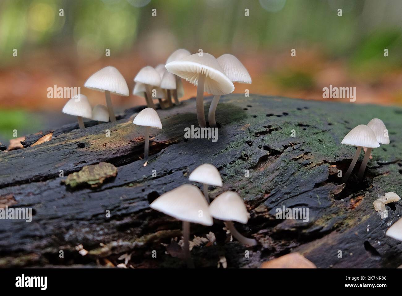 Funghi comuni del cofano in legno di faggio, Surrey, Regno Unito Foto Stock