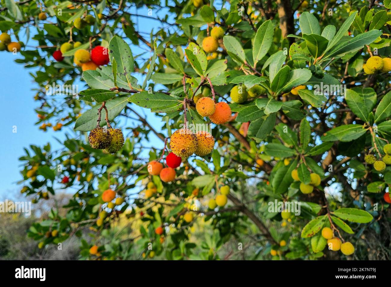 Selvaggio foresta Arbutus frutta pianta albero su ecosistema di montagna, prodotto sano bacche Foto Stock