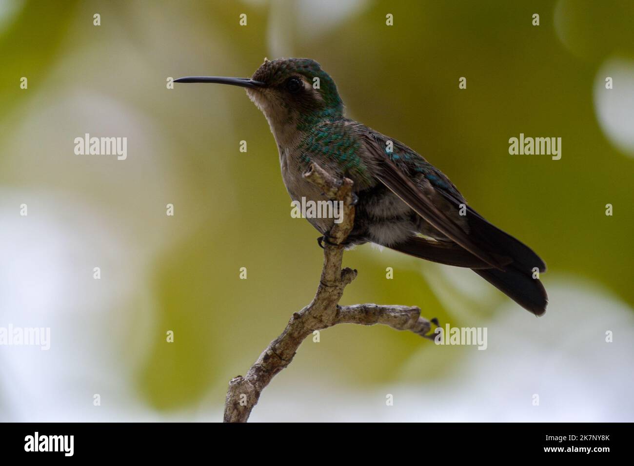 Bello smeraldo cubano Hummingbird seduto piuttosto su un ramo di albero. Foto Stock