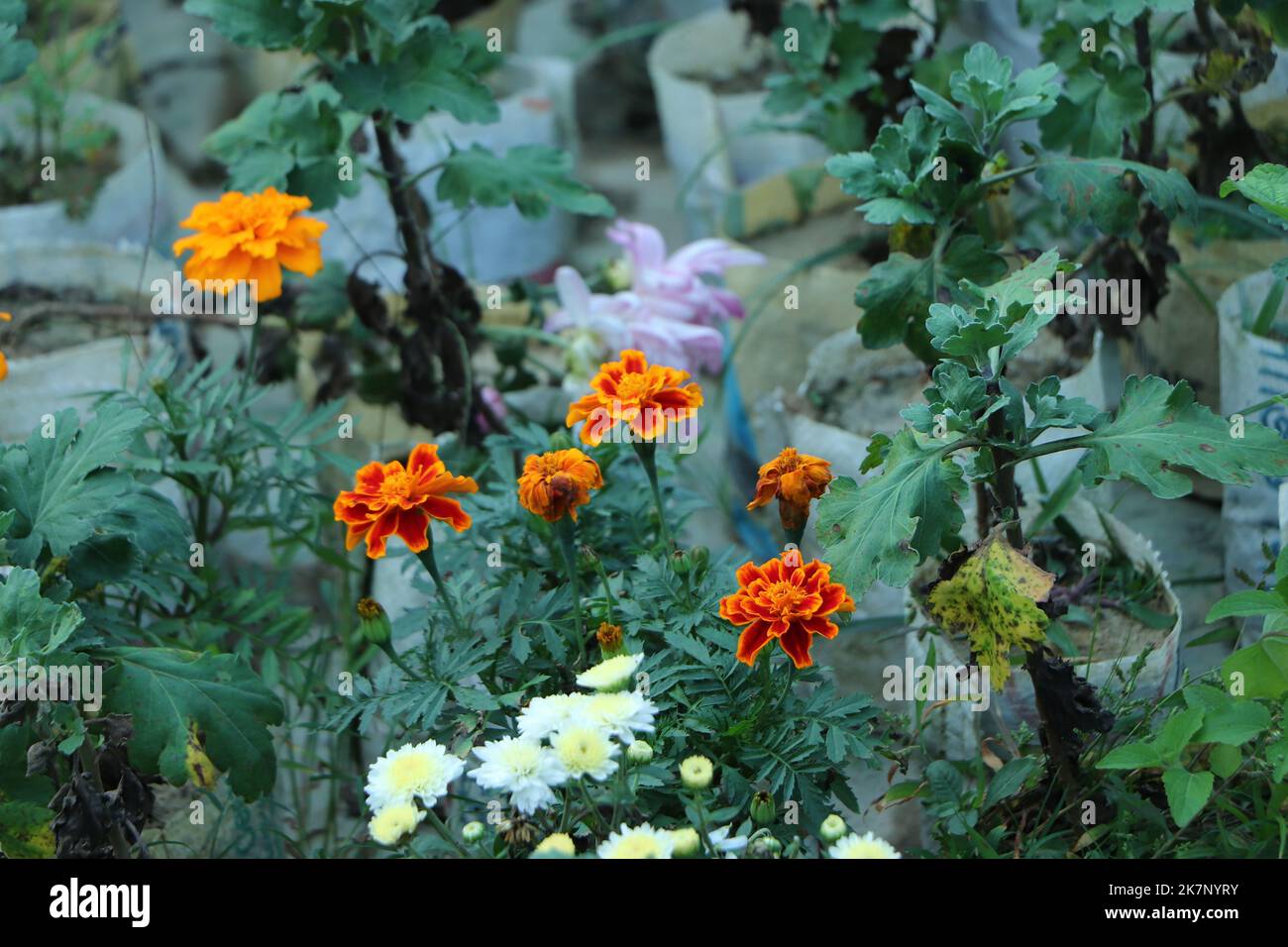 Calendula fiori nel giardino Foto Stock