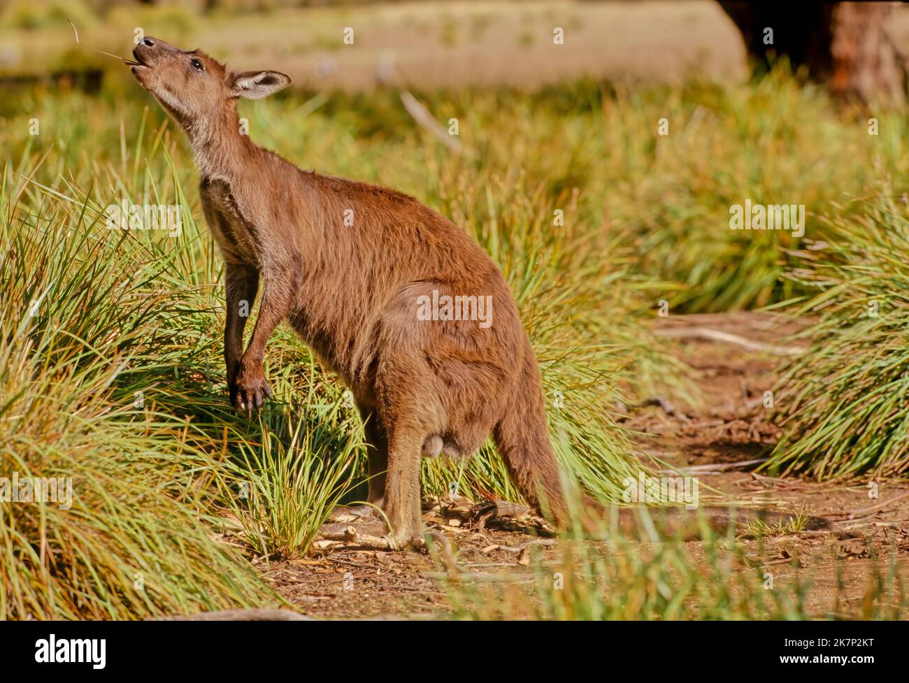Il canguro grigio occidentale (Macropus fuliginosus), chiamato anche canguro gigante grigio occidentale, canguro nero Foto Stock
