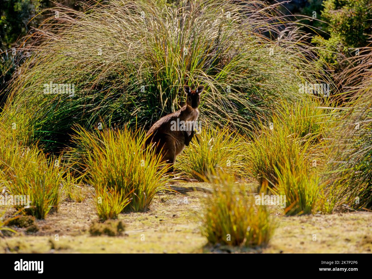 Il canguro grigio occidentale (Macropus fuliginosus), chiamato anche canguro gigante grigio occidentale, canguro nero Foto Stock