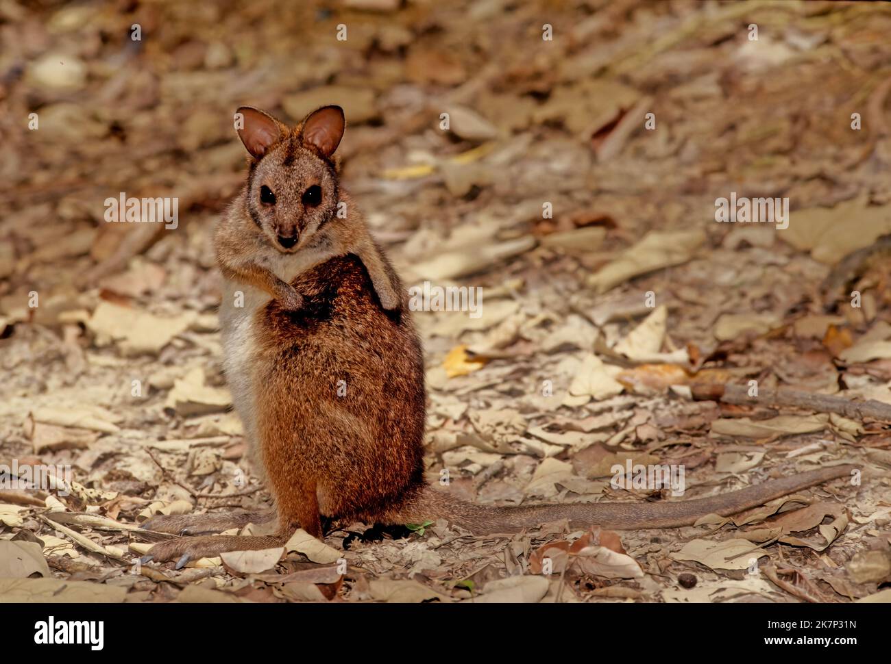 Il wallaby delle mammelle (Notamacropus eugenii), noto anche come wallaby delle dama o wallaby di darma, è un piccolo macropod nativo dell'Australia meridionale e occidentale. Foto Stock