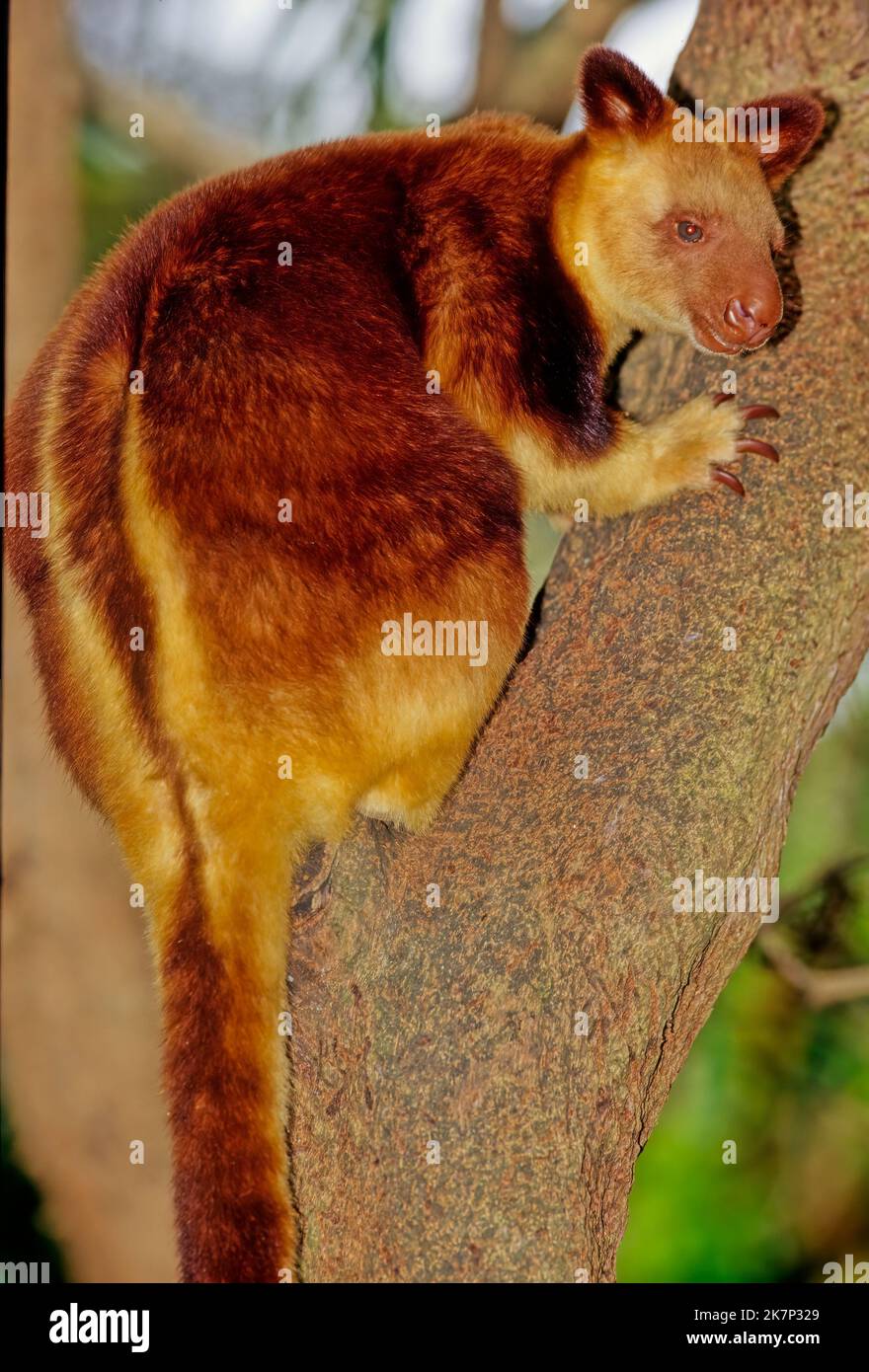 Il canguro dell'albero di Matschie (Dendrolagus matschiei), conosciuto anche come il canguro dell'albero di Huon è un canguro dell'albero nativo della penisola di Huon del nord-est Foto Stock