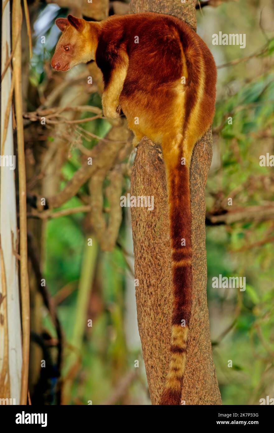 Il canguro dell'albero di Matschie (Dendrolagus matschiei), conosciuto anche come il canguro dell'albero di Huon è un canguro dell'albero nativo della penisola di Huon del nord-est Foto Stock
