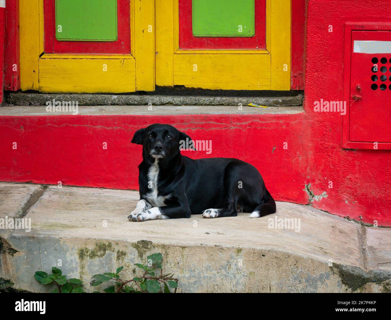 Cane misto bianco e nero che riposa sul marciapiede di una casa rossa, gialla e verde Foto Stock