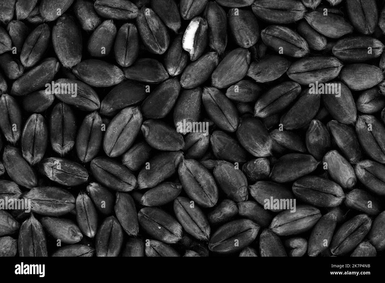 Grani di grano casualmente neri. Sfondi adatti e c'è spazio per scrivere Foto Stock