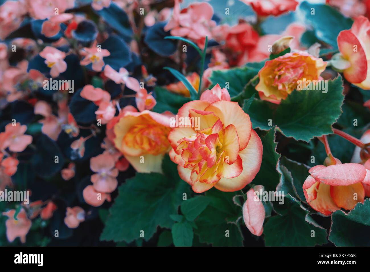 Bella Begonia grande-fiorita nel paesaggio urbano. Diverse varietà di piante di begonia Begonia Rex Cultorum Begonia hiemalis. Foto Stock