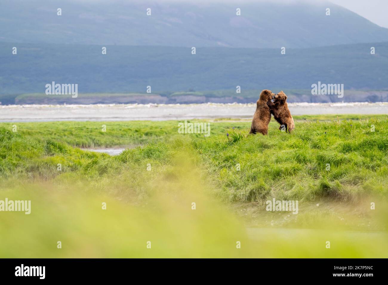 L'orso bruno dell'Alaska che spara in lontananza nel McNeil River state Game Sanctuary and Refuge. Foto Stock