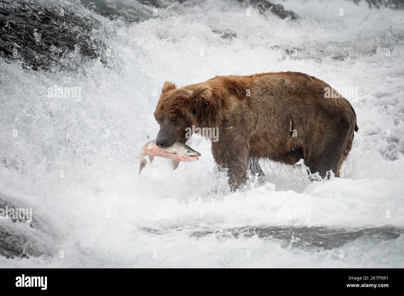 Orso bruno dell'Alaska con un salmone in bocca alle cascate del McNeil River state Game Sanctuary and Refuge. Foto Stock