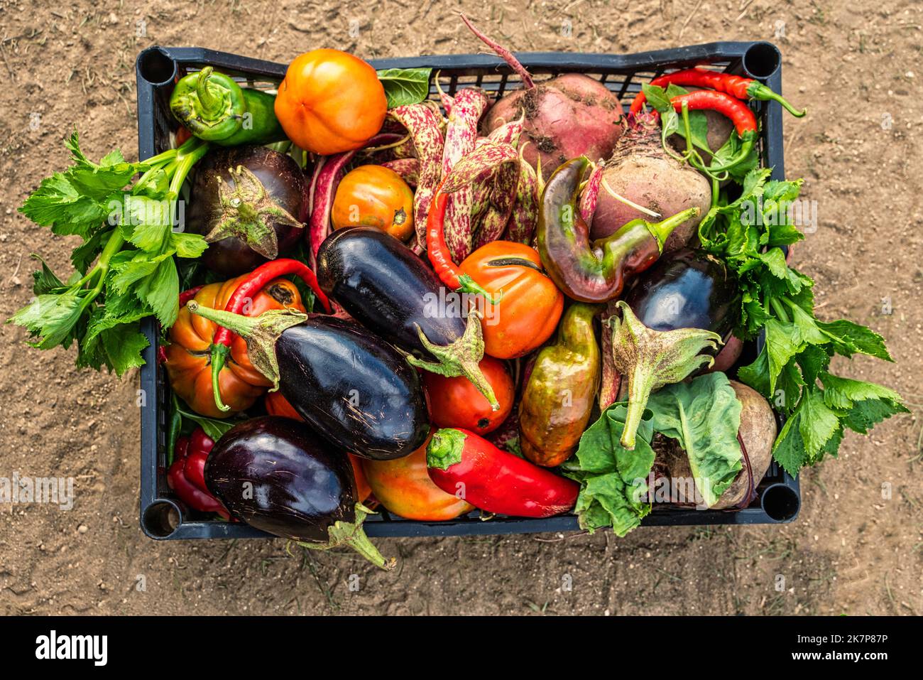 Scatola di ortaggi coltivati in modo biologico nel giardino di campagna. Abruzzo, Italia, Europa Foto Stock