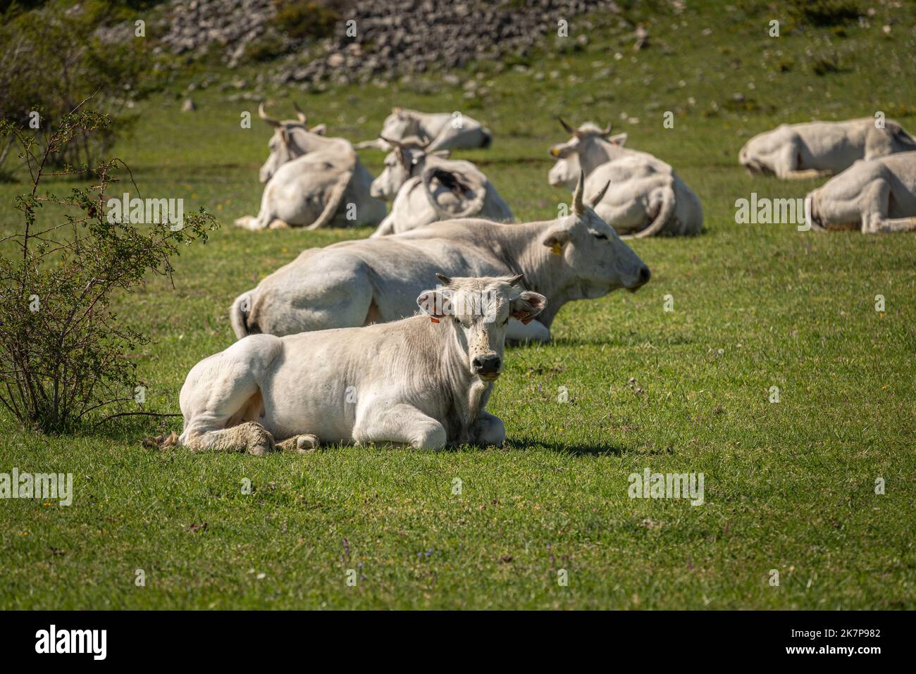 Mucche bianche IGP che pascolano sui prati in località Passo della Forchetta. Valico della Forchetta, provincia di l'Aquila, Abruzzo, Italia, Europa Foto Stock