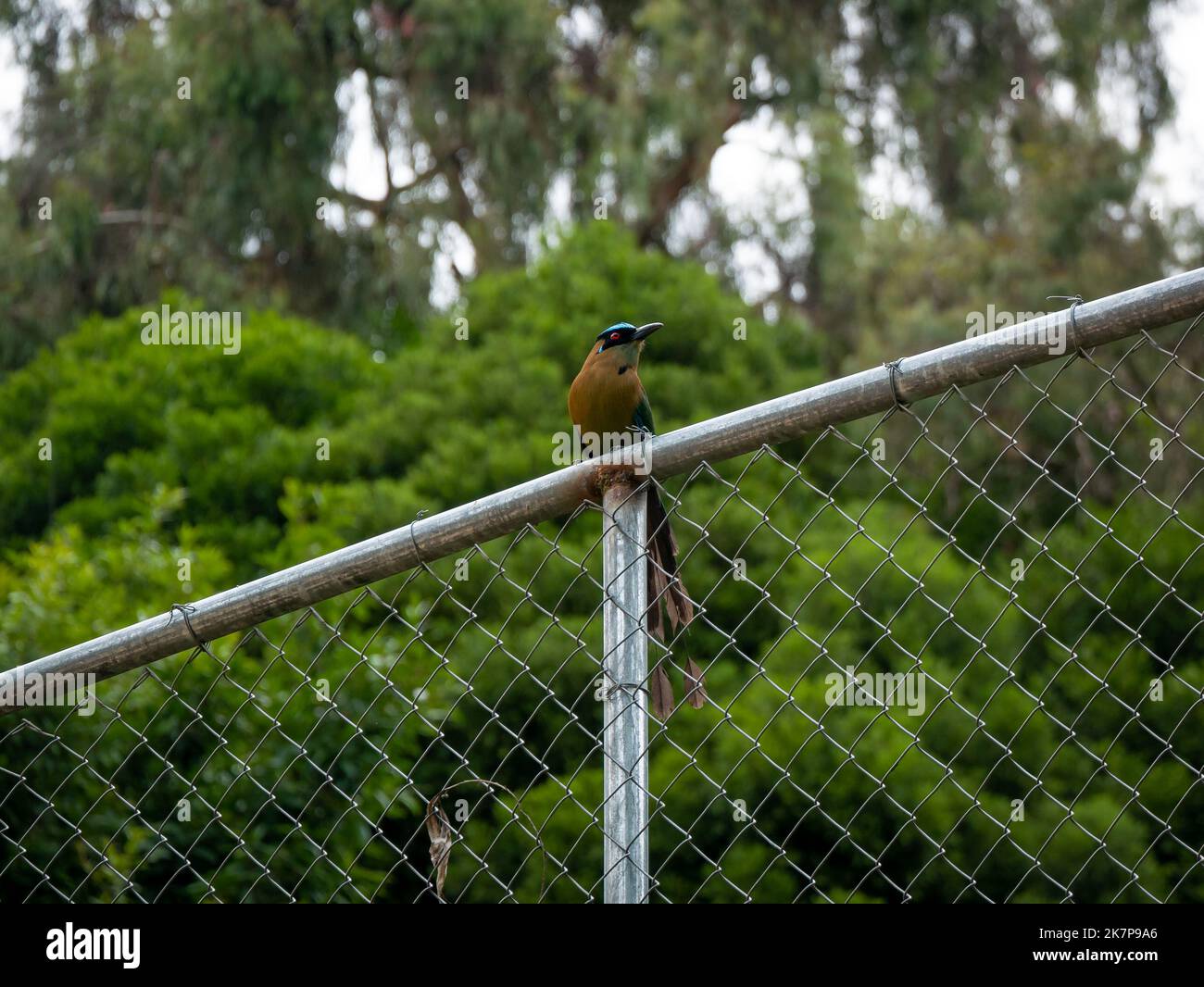 Un Motmotto (Momotus aequatorialis), uccello blu e verde in piedi su una recinzione metallica circondata da alberi in un giorno di nuvolosità Foto Stock