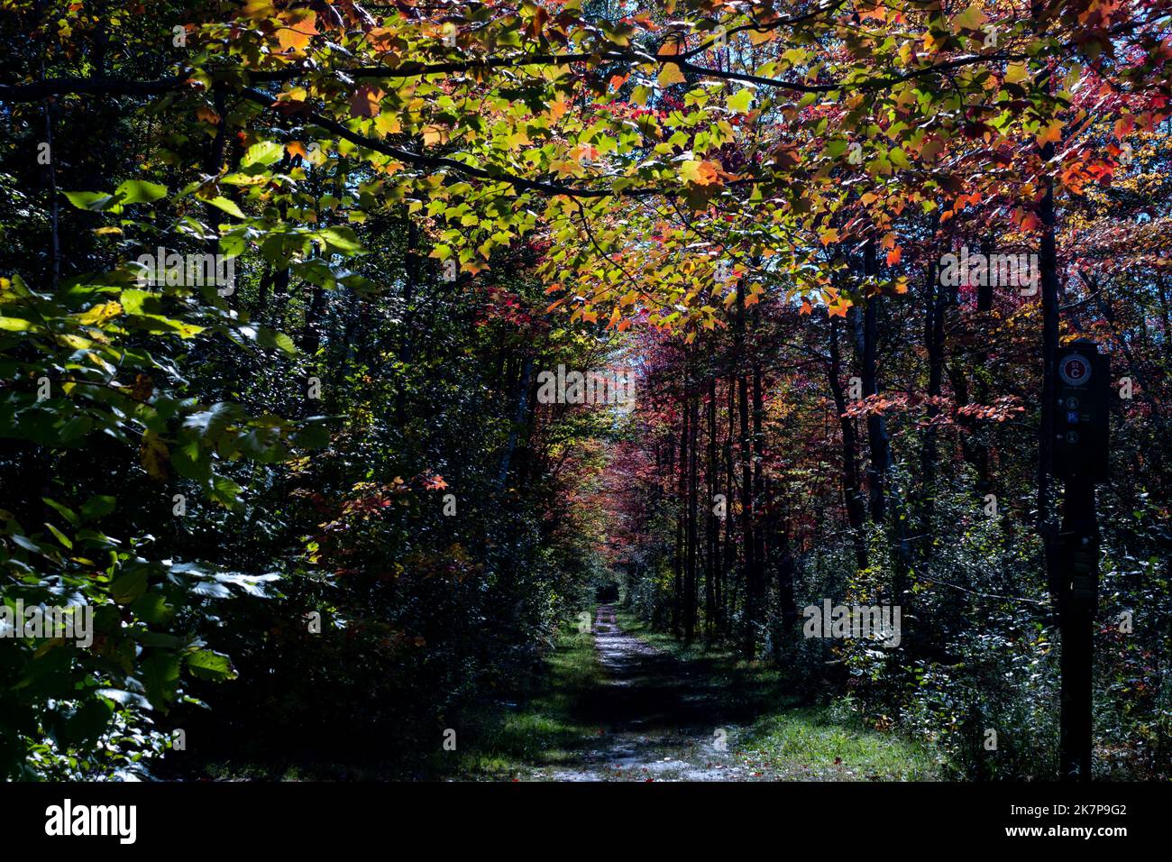 Un baldacchino o un ombrello di foglie segna l'ingresso di un sentiero in autunno con foglie multicolore in via di cambiamento di colore. Foto Stock