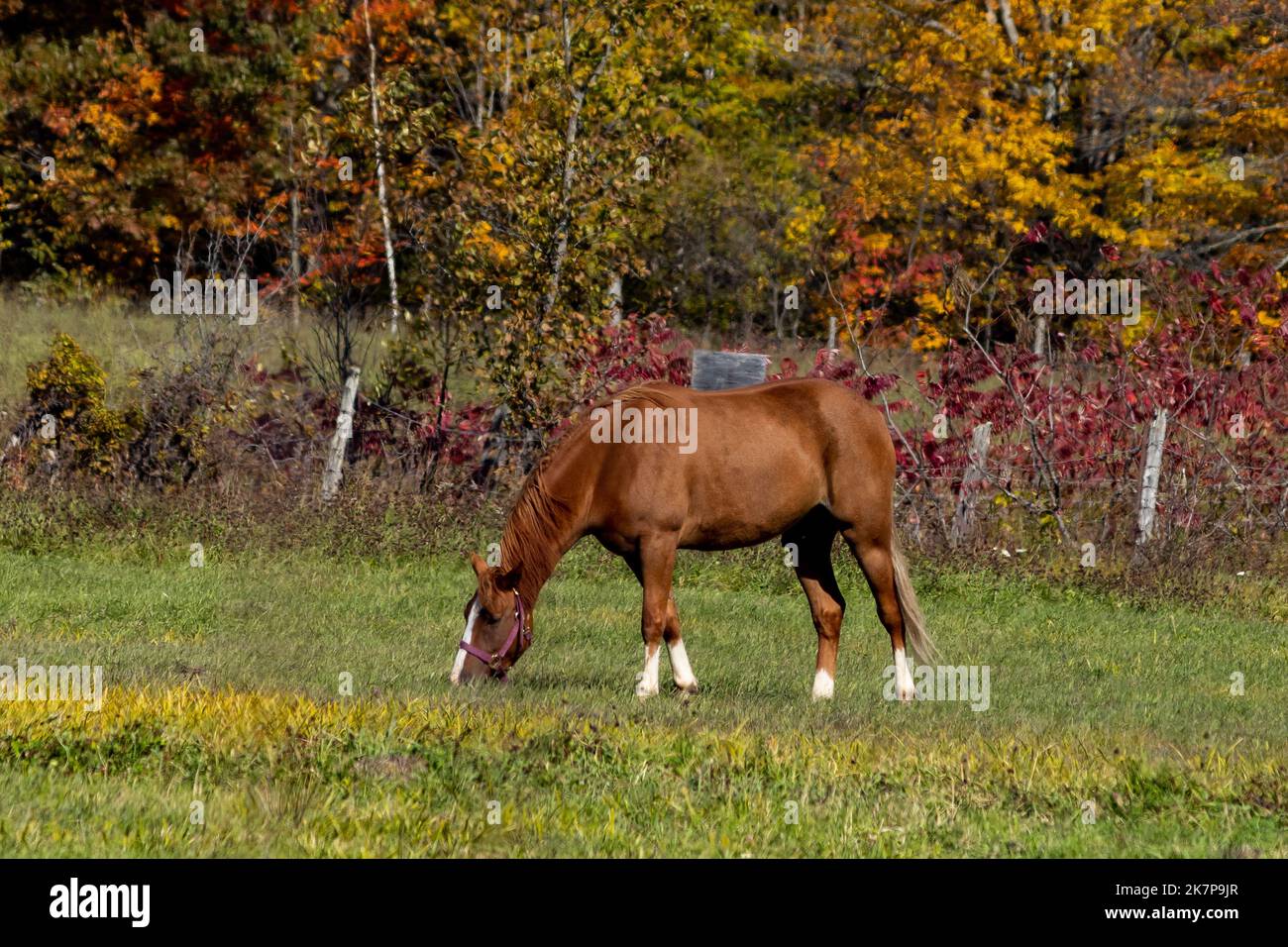 Un cavallo coltiva erba accanto a una recinzione e foresta autunnale. Foto Stock