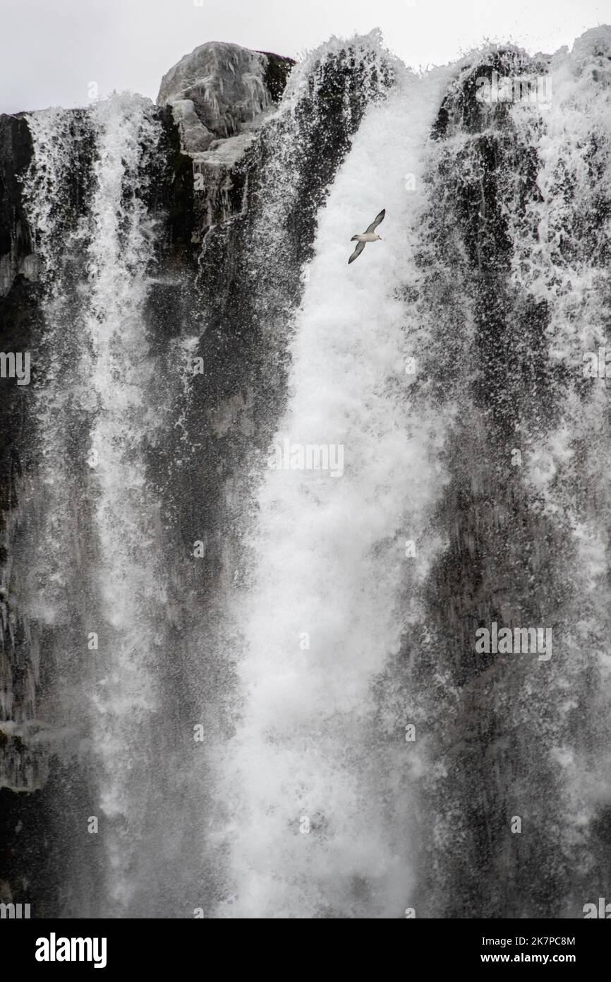 Fulmar Settentrionale (Fulmarus glacialis) che sorvola la cascata Seljalandsfoss, Islanda Foto Stock